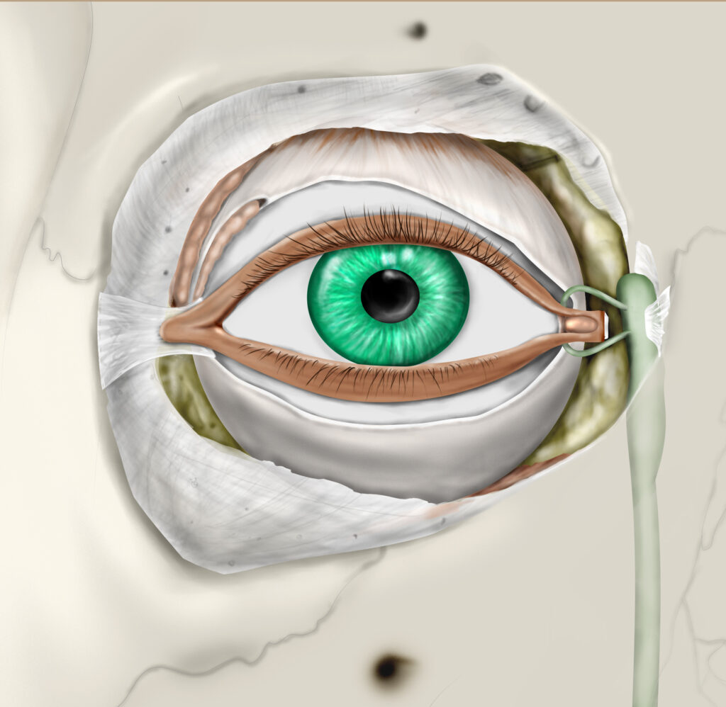 Diagram of the human lacrimal apparatus showing the lacrimal gland, lacrimal canaliculi, lacrimal sac, and nasolacrimal duct.