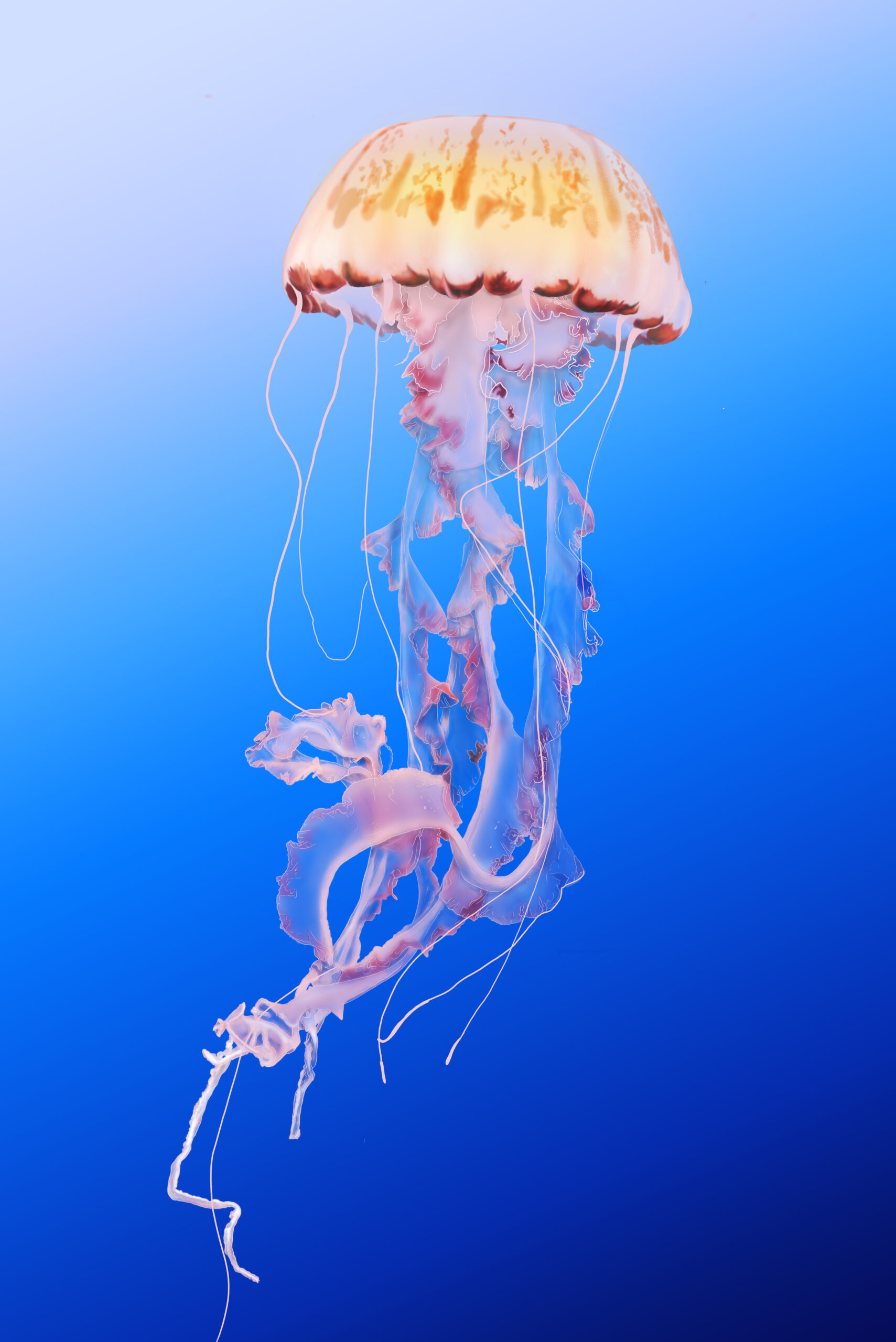 Scientific illustration of a jellyfish floating in the water, showing the bell, oral arms, and trailing tentacles.