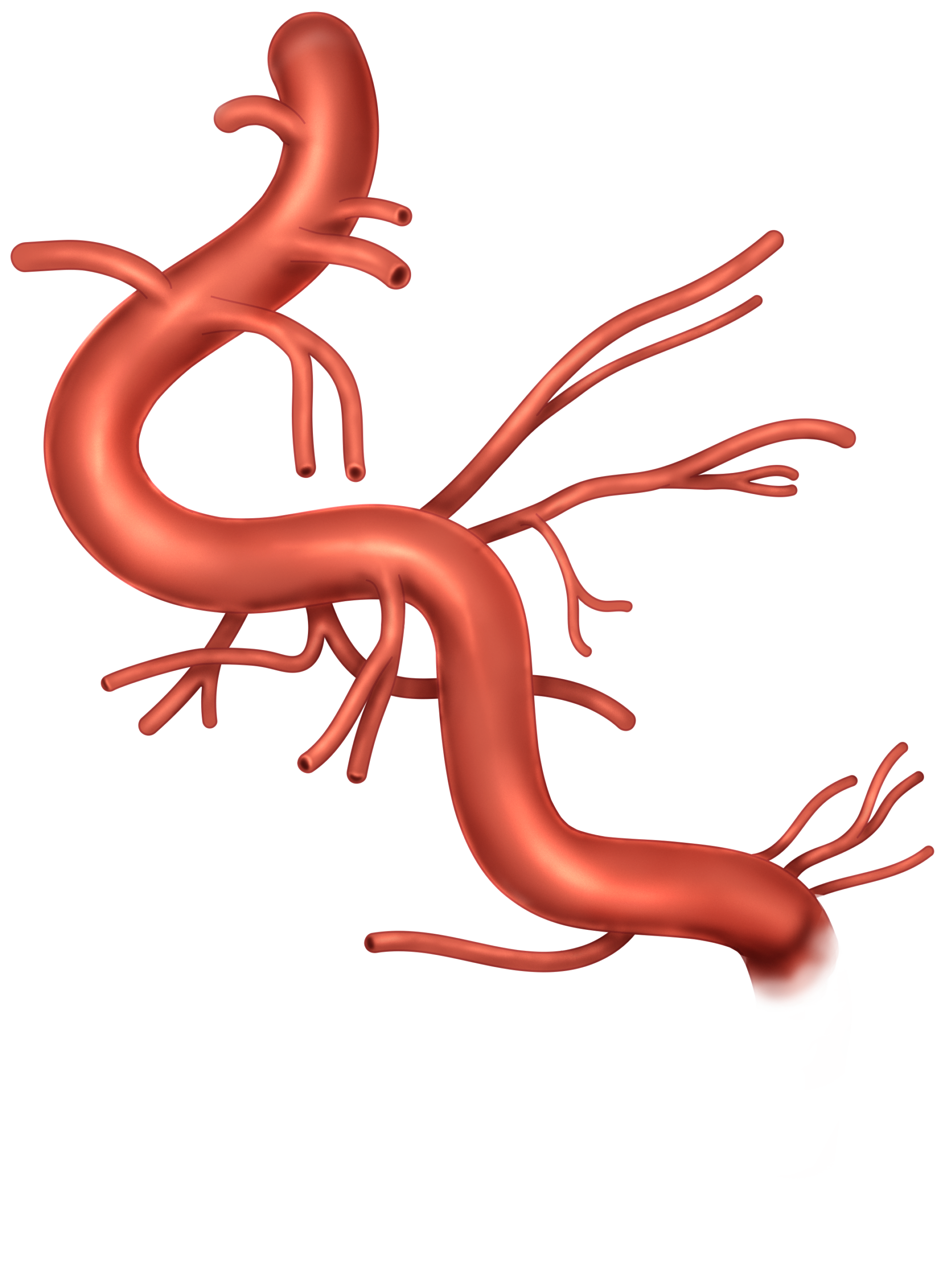 Anatomical illustration of the abdominal aorta and its major arterial branches.