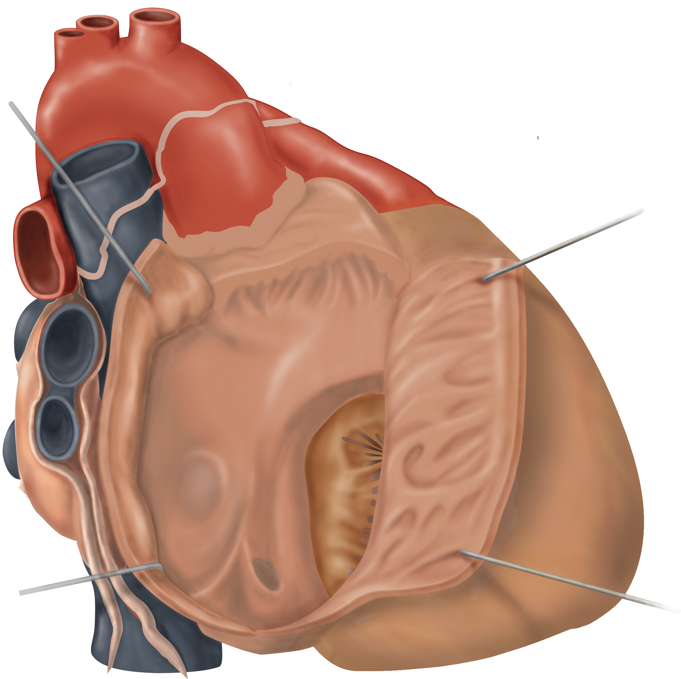 Anatomical cross-sectional illustration of the human heart showing the atria, ventricles, heart valves, and major blood vessels.
