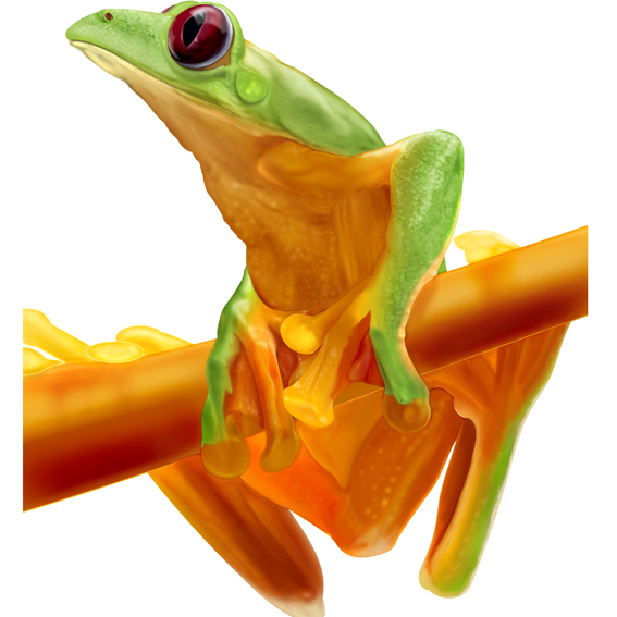 Scientific illustration of a red-eyed tree frog (Agalychnis callidryas) perched on a branch.