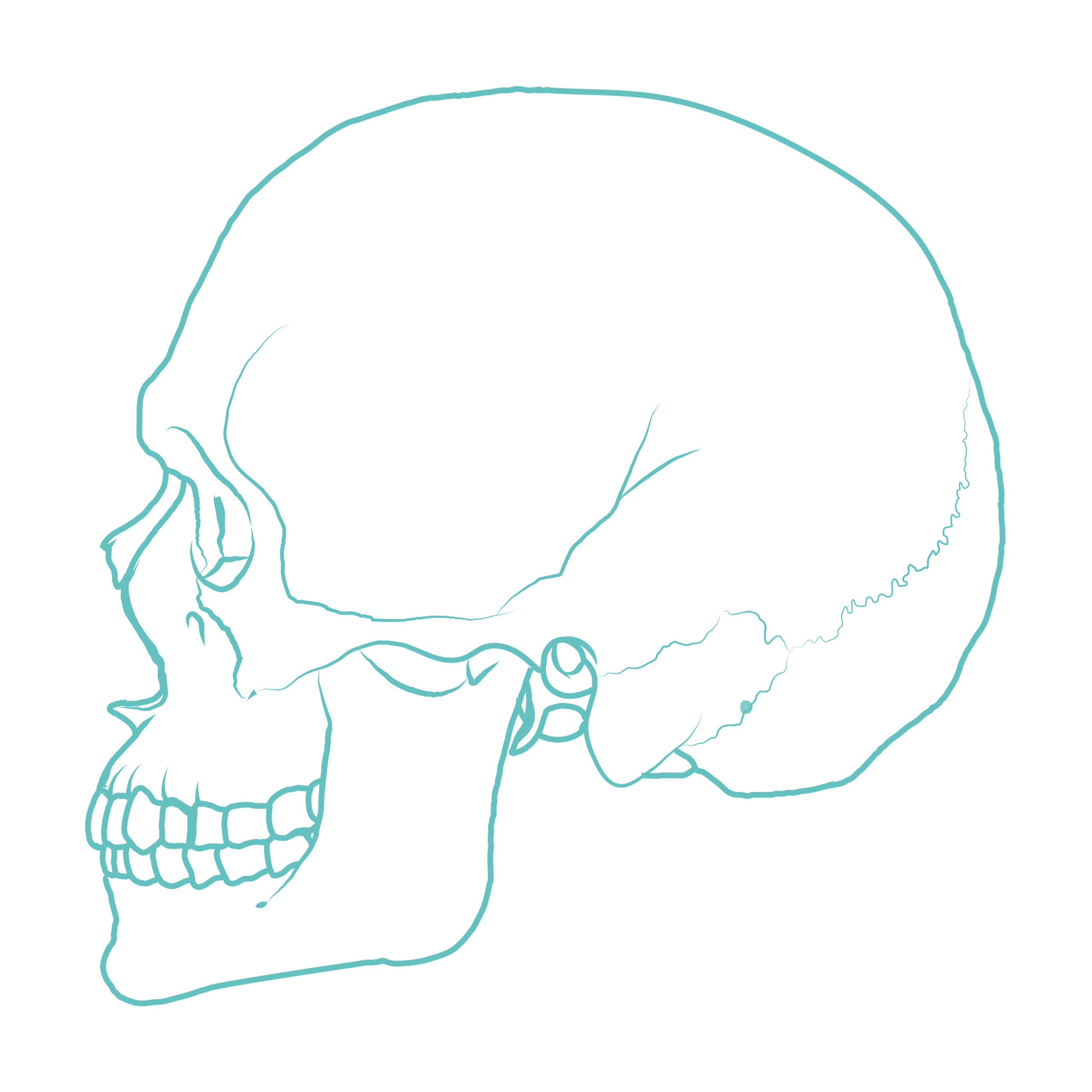 Human Skull – Lateral View