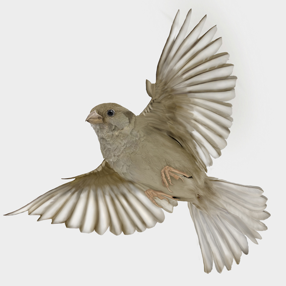 Scientific illustration of a house sparrow (Passer domesticus) in flight with outstretched wings.