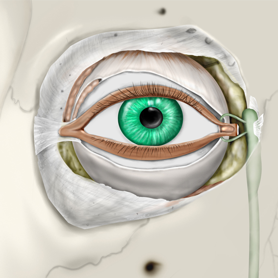 Diagram of the human lacrimal apparatus showing the lacrimal gland, lacrimal canaliculi, lacrimal sac, and nasolacrimal duct.