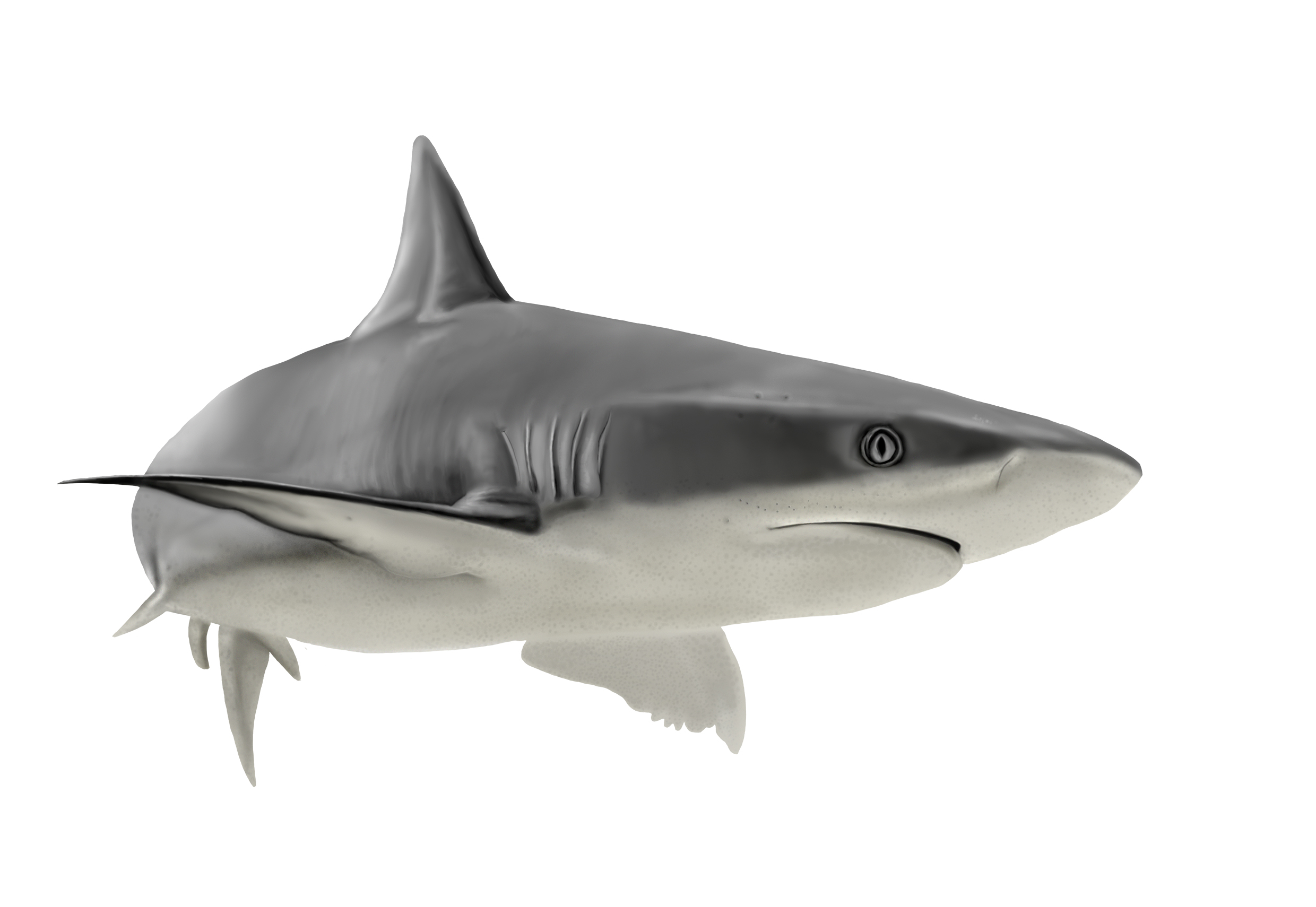 Scientific illustration of a shark in lateral view showing its external anatomy and body proportions.