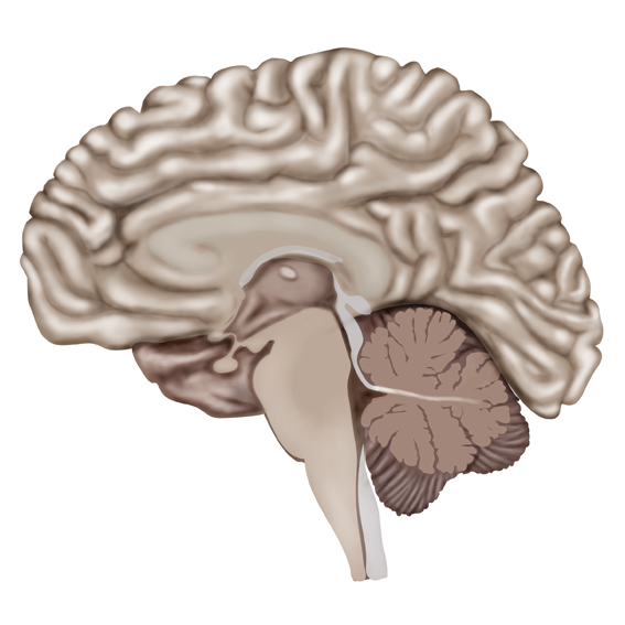 Anatomical illustration of the human brain in midsagittal section showing the cerebrum, brainstem, cerebellum, and deep brain structures.