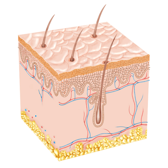 Anatomical cross-sectional illustration of human skin showing the epidermis, dermis, hypodermis, hair follicles, and blood vessels.