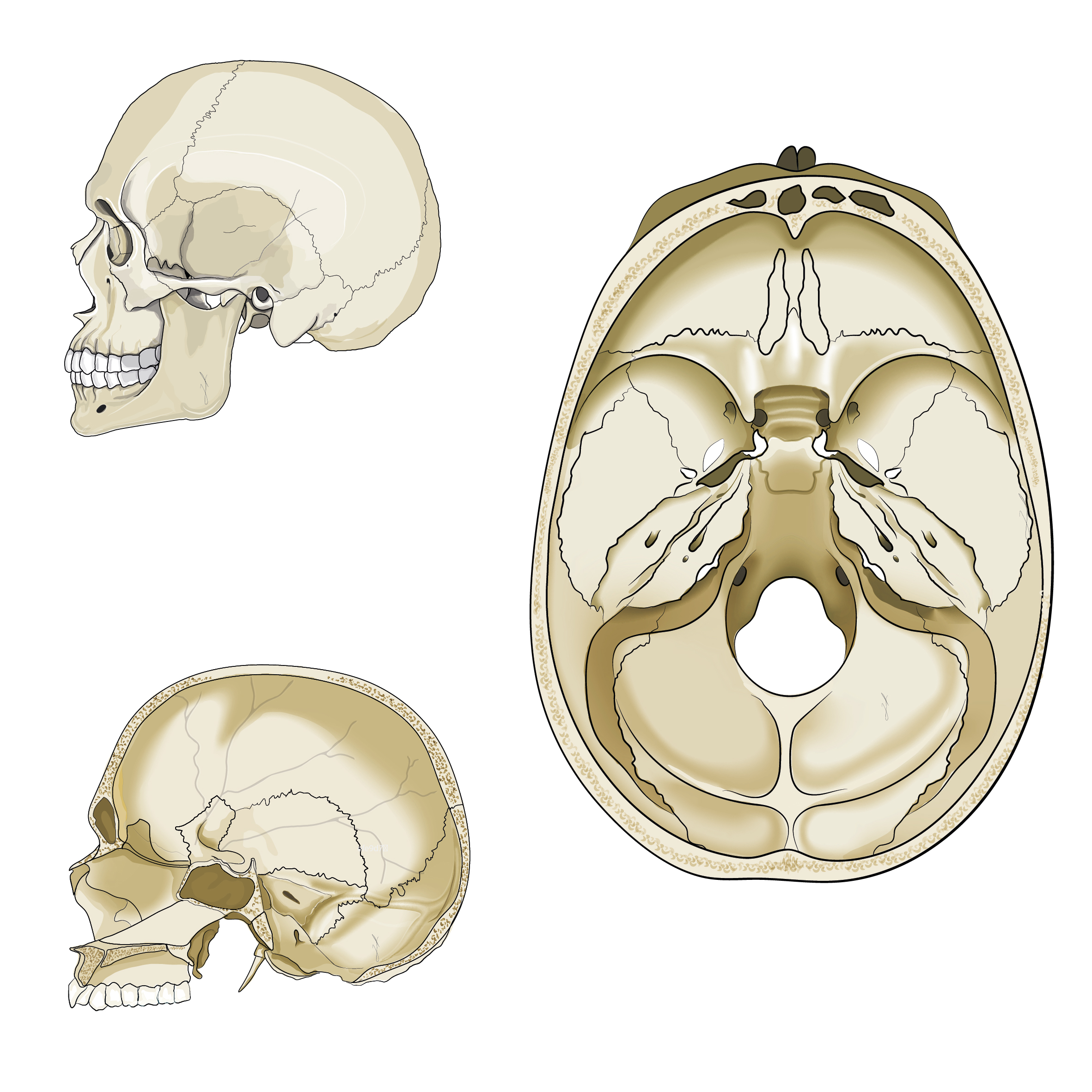Anatomical illustration of the human skull shown in lateral view and in a transverse section of the cranial base.