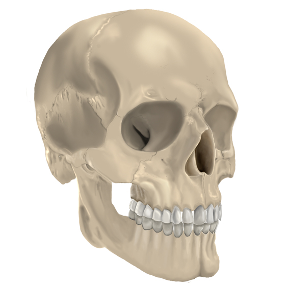 Anatomical illustration of the human skull in anterolateral view showing the cranial and facial bones.
