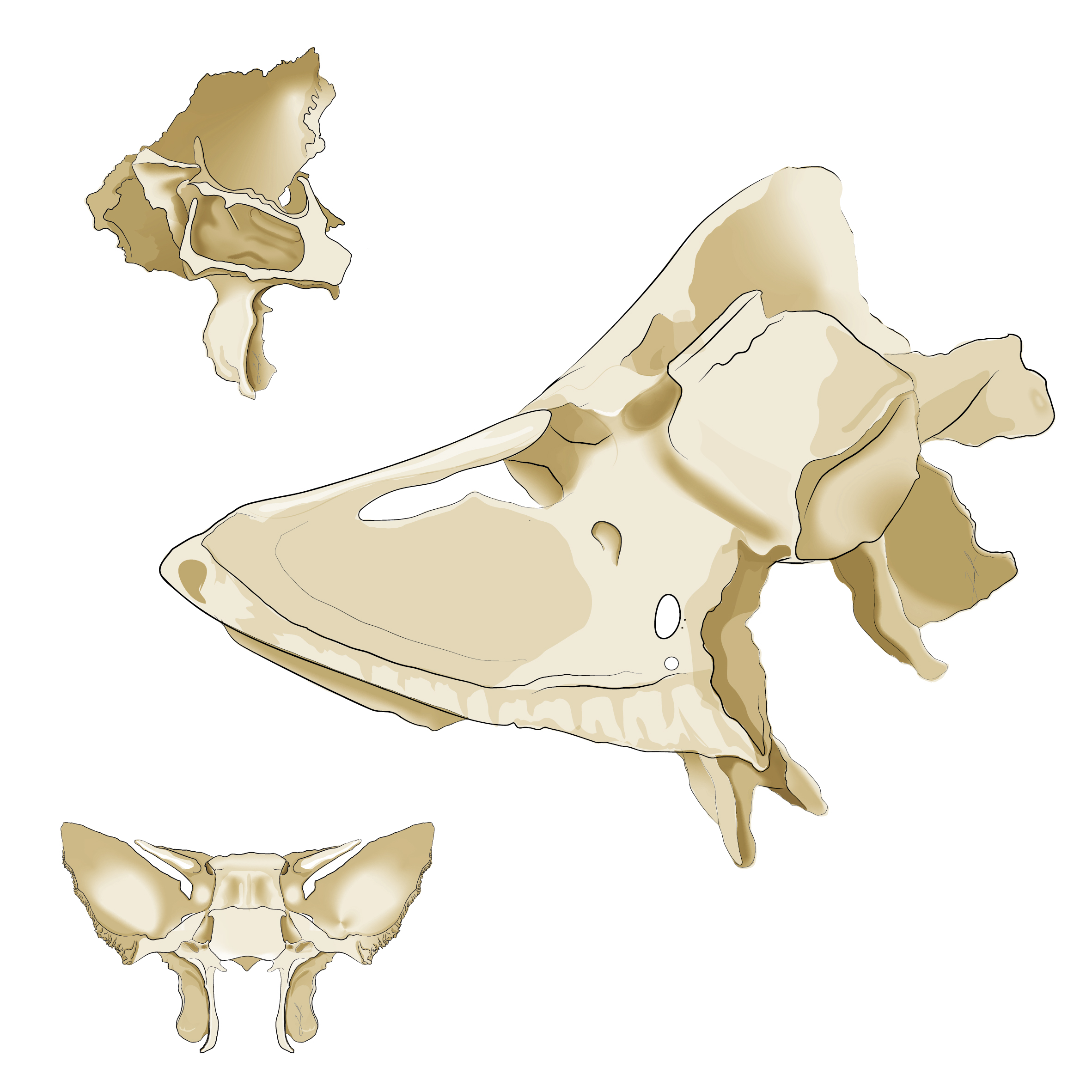 Anatomical illustration of the human sphenoid bone shown from multiple views, highlighting its greater and lesser wings and pterygoid processes.