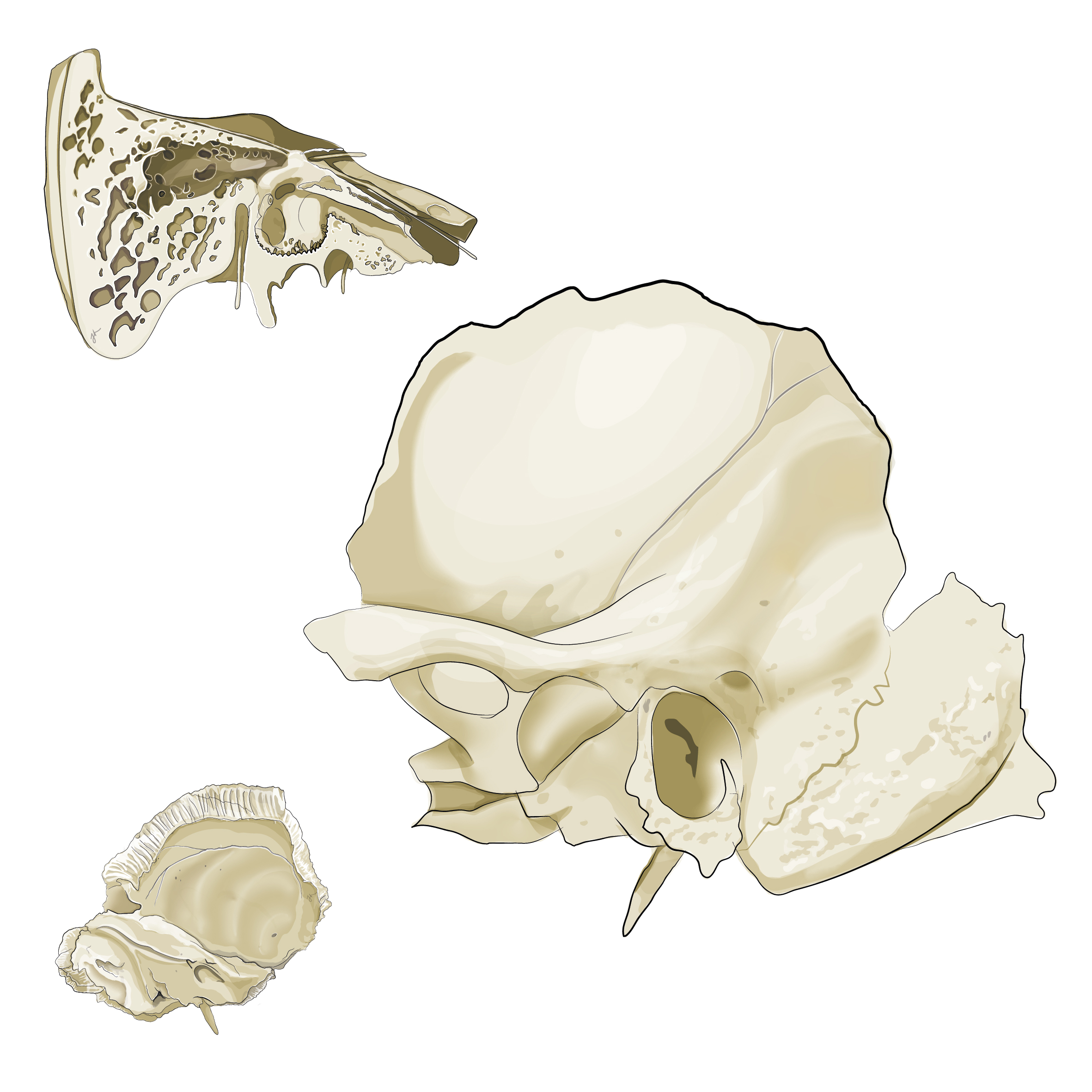 Anatomical illustration of the human temporal bone shown from multiple views, including its petrous portion and mastoid air cells.