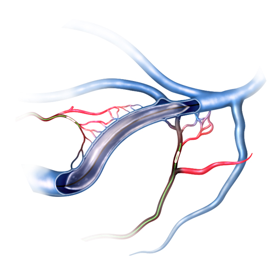 Anatomical illustration of a major vein and its surrounding vascular and neural structures.